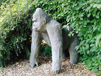 work93 Silver Back Male Gorilla