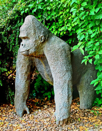 Gorilla